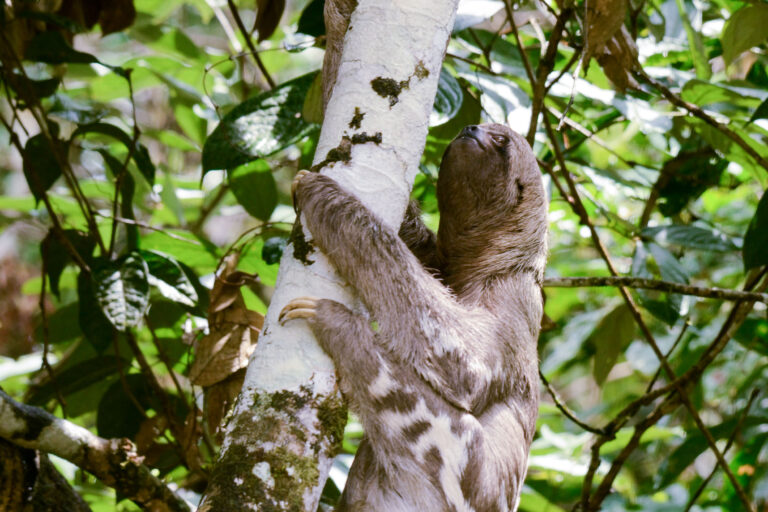 Paresseux à gorge brune (Bradypus variegatus) - Entrée dans la réserve de Cuyabeno - Nicky Amazon Lodge - Réserve de Cuyabeno avec Ecuador Experience