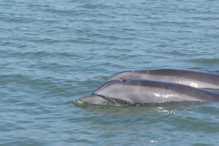 Les grands dauphins (Tursiops truncatus) peuvent facilement être observés dans l'estuaire du fleuve Guayas à Posorja - Chapitre 3 : des bulles et des bosses ! - Posorja - Puerto Lopez - Une histoire de Vacances en famille avec Ecuador Experience