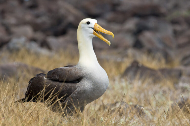 Albatros des Galapagos (Phoebastria irrorata) - Île Española - l’albatros - Terre de feu et lézards de lave avec Ecuador Experience