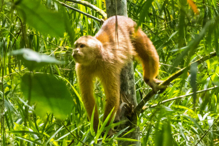 Laguna Grande - Nicky Amazon Lodge - Cuyabeno Wildlife Reserve with Ecuador Experience