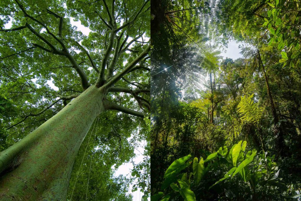 Les forêts du Chocó et de la région tumbésienne n'ont rien à voir entre elles, si ce n'est leur intérêt naturaliste