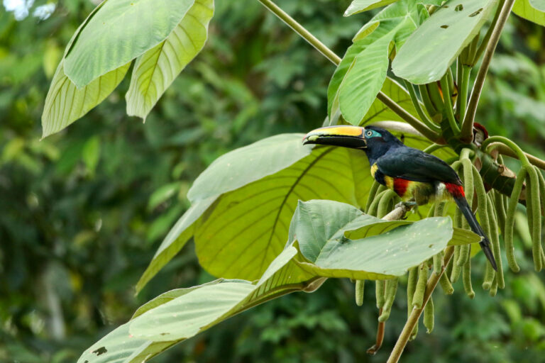 Araçari multibande (Pteroglossus pluricinctus) - Incroyable Amazonie - Nicky Amazon Lodge - Réserve de Cuyabeno avec Ecuador Experience
