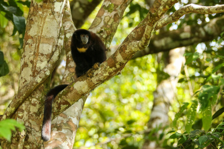 Terra Firme - Nicky Amazon Lodge - Cuyabeno Wildlife Reserve with Ecuador Experience