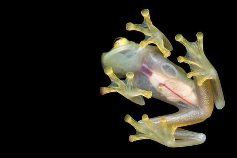 Une nouvelle espèce de grenouille de verre en Équateur ! - Par Ecuador Experience
