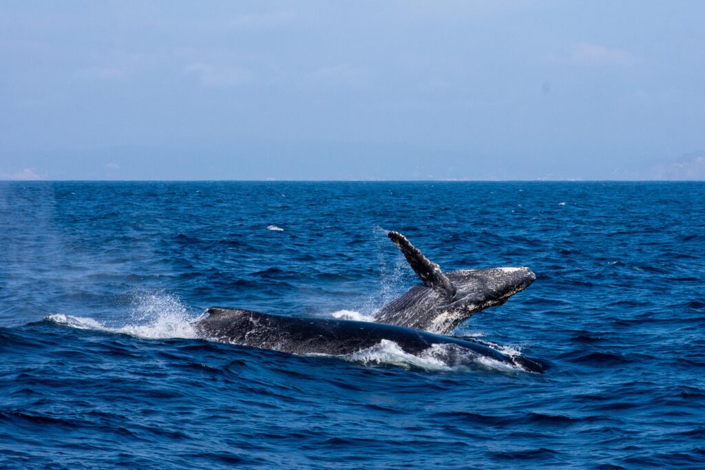Baleineau sautant à côté de sa mère