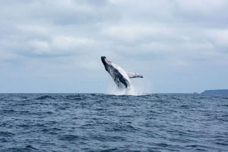 La saison des baleines commence en Équateur - Par Ecuador Experience
