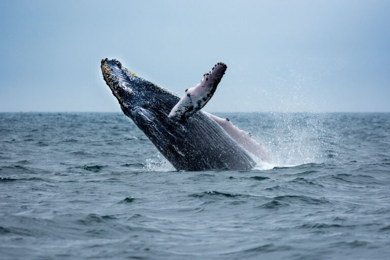 Baleine à bosse (Megaptera novaeangliae) - Saut de géant vers l'île de la Plata - Une histoire de Vacances en famille avec Ecuador Experience